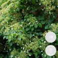 2x Hortensia Petiolaris - Hortensia - Plante grimpante - Facile d'entretien - D15 cm - H60-70 cm-0