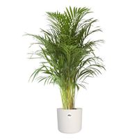 Plante d'intérieur – Palmiste multipliant en pot de fleur blanc cylindrique comme un ensemble – Hauteur: 110 cm XD5A