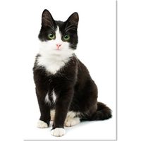 Affiche animaux shooting chat noir et blanc - 40x60cm - made in France