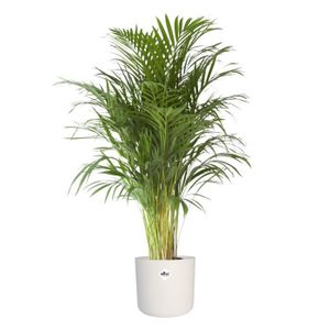 PLANTE POUSSÉE Plante d'intérieur – Palmiste multipliant en pot de fleur blanc cylindrique comme un ensemble – Hauteur: 110 cm XD5A