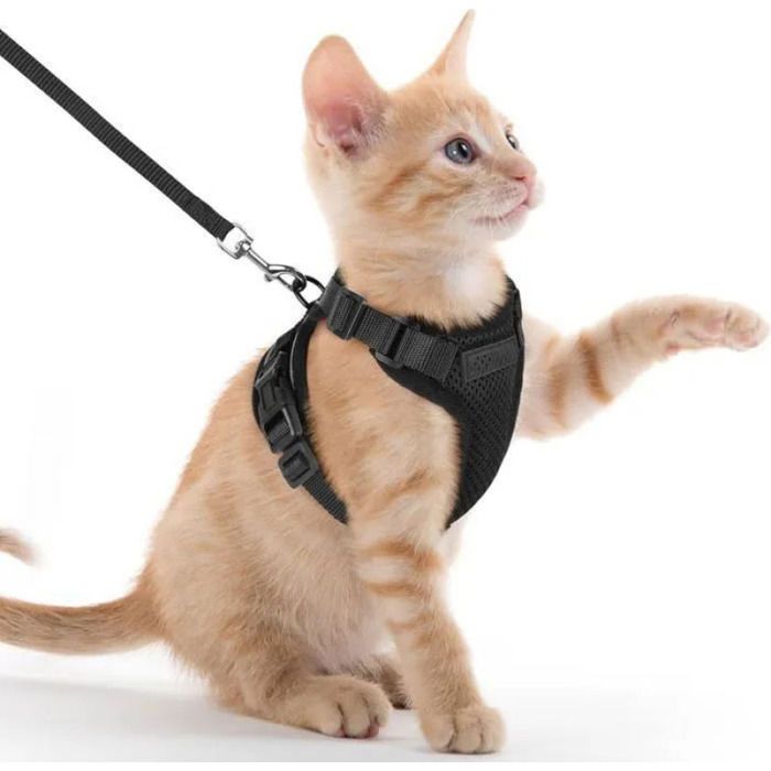 Harnais antifugue pour chat avec laisse, noir, taille XS. Harnais — free download