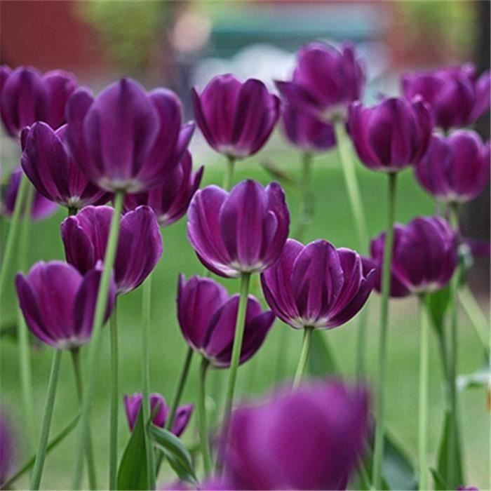 Lot De 10 Bulbes De Tulipe Rouge - Calibre 10/11, Floraison Printemps, Hauteur 30-50 Cm - Pour Jardin Ou Massif