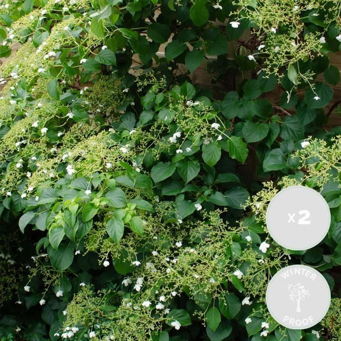 2x Hortensia Petiolaris - Hortensia - Plante grimpante - Facile d'entretien - D15 cm - H60-70 cm