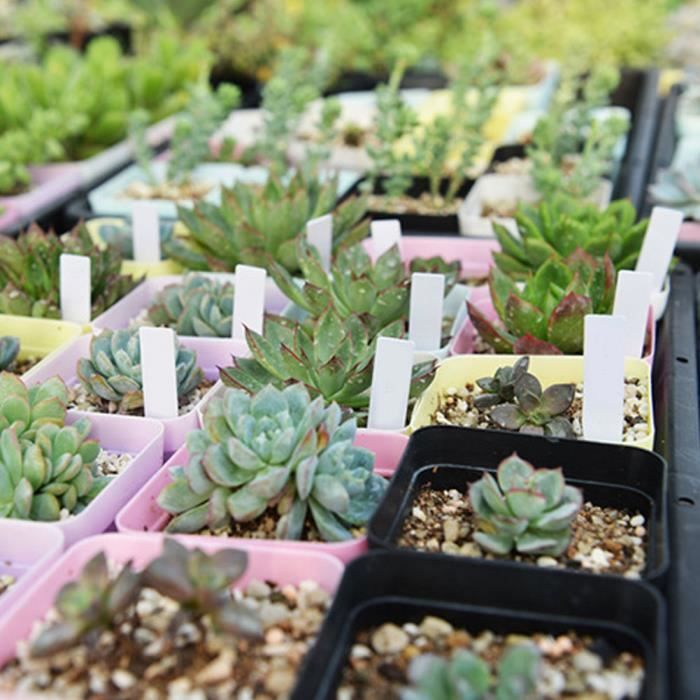 100 Étiquettes De Jardin En Plastique - Marqueurs Pour Plantes Et Pots - Organisation Potager Et Semis - Extérieur & Intérieur