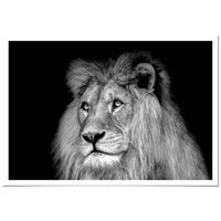 Poster Panorama avec Passepartout Lion Blanc Noir 100x70 cm - Imprimée sur Poster -  Poster Animaux
