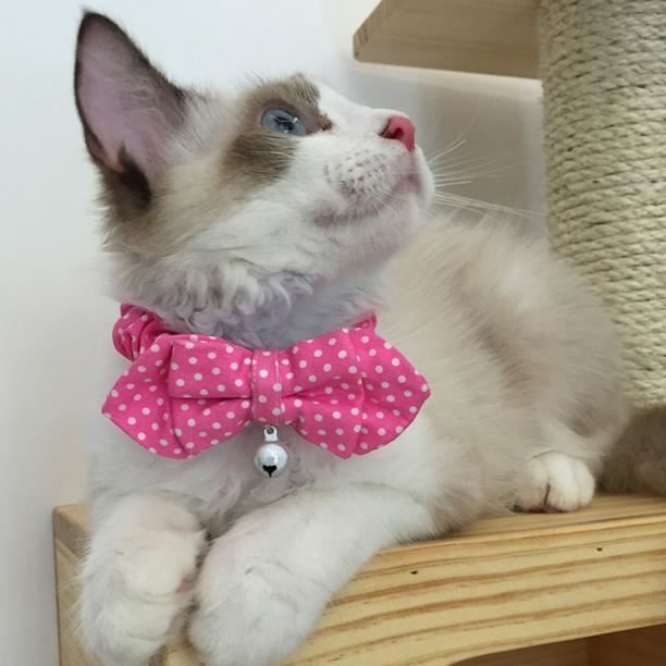 Reglable Belle Cravate Chiot Chaton Noeud Papillon Pour Chien Chat Mepft Hot Hychot 1909 Cdiscount Reglable Belle Cravate Chiot Chaton Noeud Papillon Pour Chien Chat Mepft Hot Hychot 1909 Cdiscount