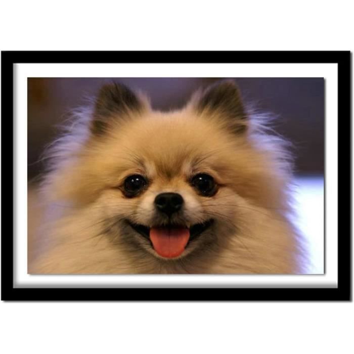 Kit Peinture Diamant 5D DIY - Chien Carlin, Toile 30x40 Cm, Foret Complet, Décoration Murale Facile Et Relaxante