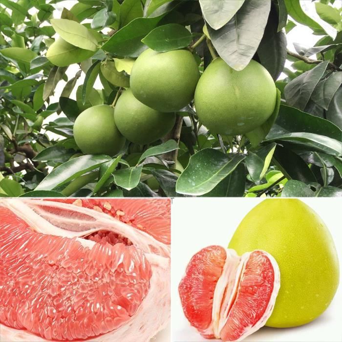 20pcs Pomelo Rouge Citrus Maxima Pepin De Pamplemousse Jabong Shaddock Arbre Fruitier Plante Graines Achat Vente Defense Immunitaire 20pcs Pomelo Rouge Citrus Cdiscount