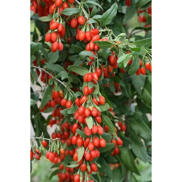 Comparer les prix de sachet graines Goji shangai Express vilmorin-