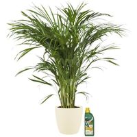 Plante d'intérieur – Palmiste multipliant + 250 ml d'engrais comme un ensemble – Hauteur: 110 cm X825