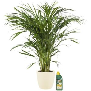 PLANTE POUSSÉE Plante d'intérieur – Palmiste multipliant + 250 ml d'engrais comme un ensemble – Hauteur: 110 cm X825