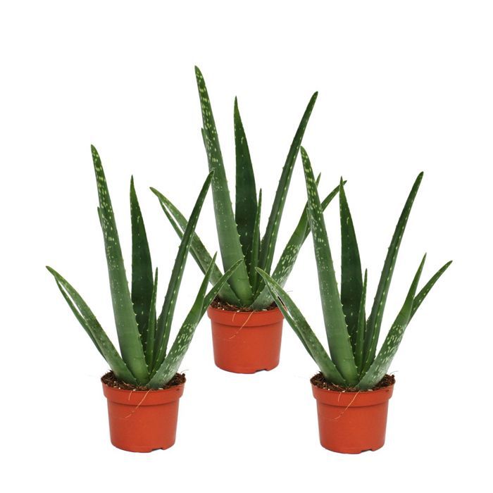 Lot De 3 Aloe Vera Environ 2 Ans Pot De 10 5cm Achat Vente Plante Poussee Lot De 3 Aloe Vera Cdiscount