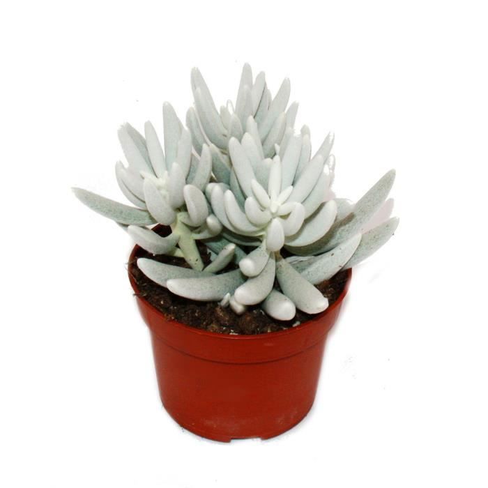 Senecio haworthii - plante succulente poilue blanche - pot de 10,5 cm -  Cdiscount Jardin