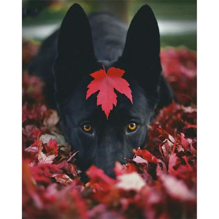 Broderie Diamant 5D Diamonds Painting Kit Complet Chien Labrador Noir