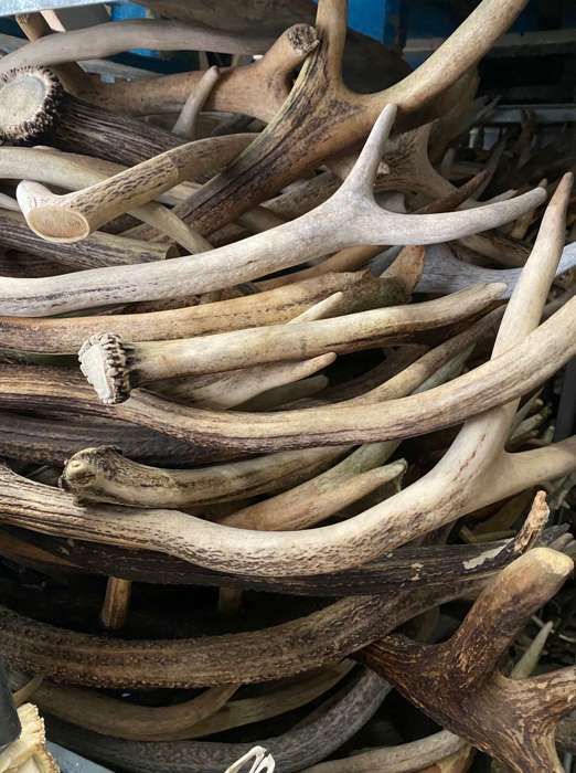 RF-Deer Bois de cerf naturel 1 kg (Différents 40-50 cm 1-3 pièces) - Éléments de décoration art os à mâcher pour chiens