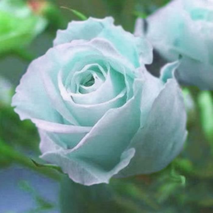 Graines De Rose Fleurs En Bois Bonsai Rose Pore Jardin