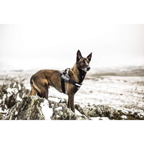 Julius-K9 IDC-Power Harnais pour Chien Gris Anthracite Taille 1