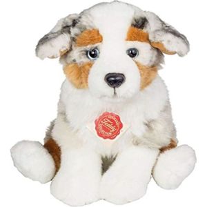 Chiot Berger Australien
