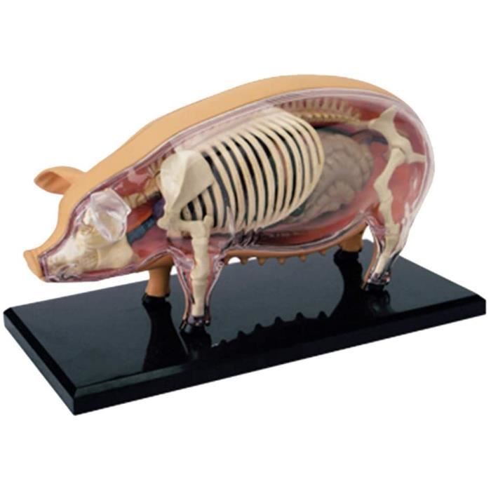 4D Vision Cochon Modèle Puzzle Assemblage Jouet Figurine Réaliste Anatomie Biologie Animale Organe Modèle D'enseignement Médicaux