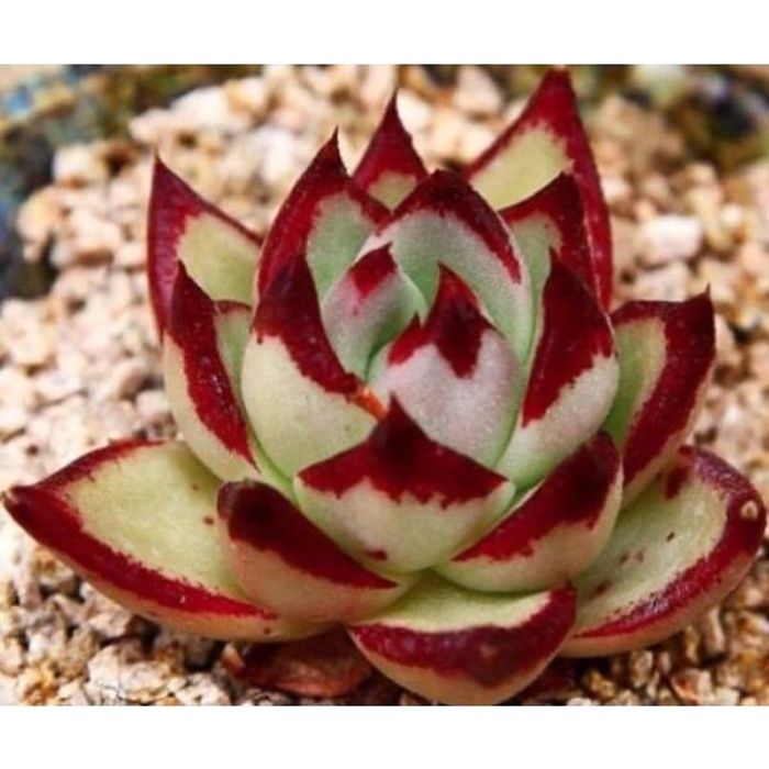 10 Graines De Echeveria Agavoides Ébène, Cadeau, Mignon Plantes Grasses, Exotiques Rares Succulentes À Fleurs Graines, Idée Cadeau
