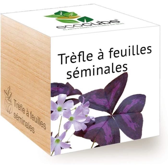 Herbier trèfle à 4 feuilles 'Chance', cadre rond · ✦ Elodie Seigneur