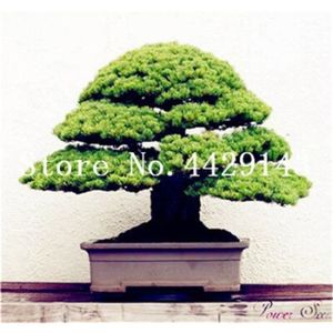 Adansonia Digitata 6 Graines Saflax Baobab Africain Jardin Dans La Boite Graines Arbres