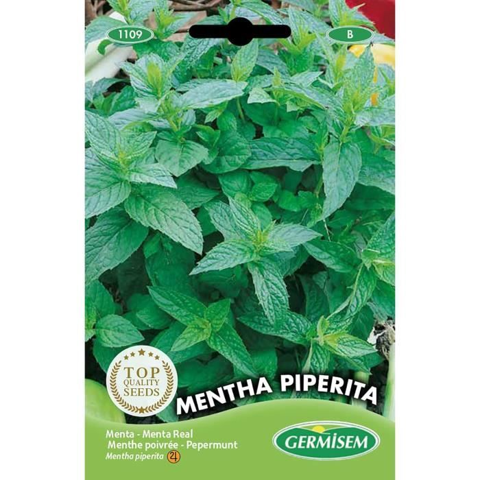 WegAna Graines Menthe Poivrée 0,1g – Semences Robuste Vivace, Herbe Aromatique Facile Pour Jardin, Balcon, Cuisine Et Infusions