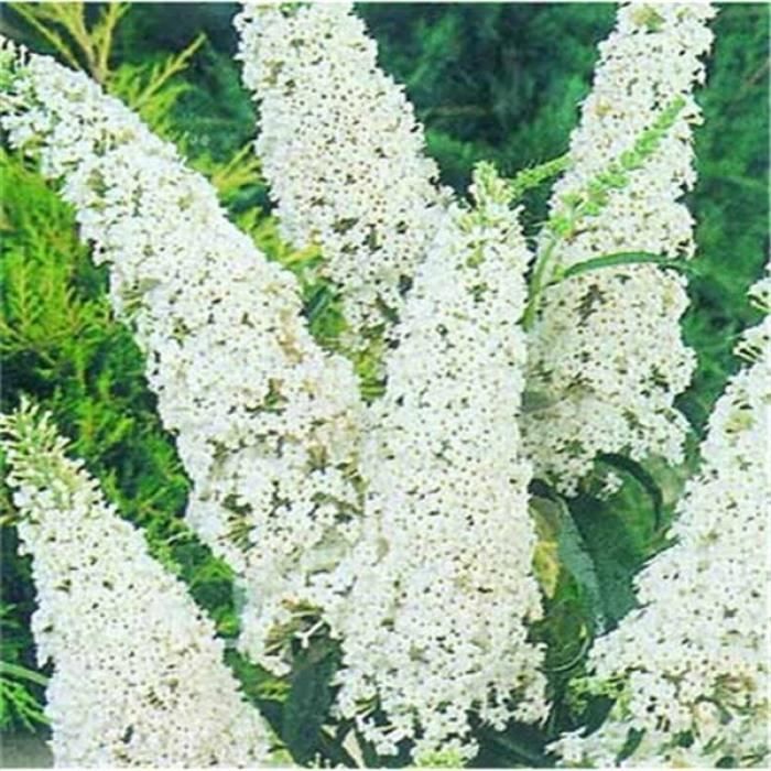 Buddleia Achat Vente Pas Cher