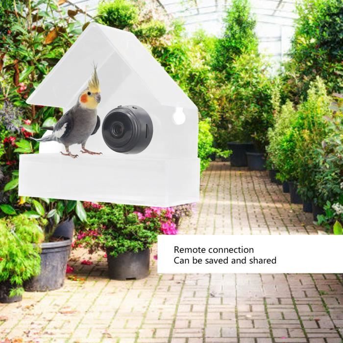 Mangeoire à Oiseaux Avec Caméra Vidéo - Grand Angle 170°, Vision Nocturne, Wi-Fi, Intérieur/extérieur