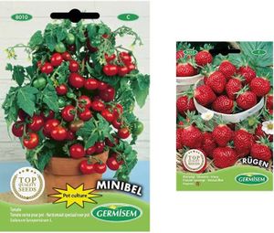 POT DE GERMINATION graines Tomate cerise pour pot MINIBEL & Rügen Gra