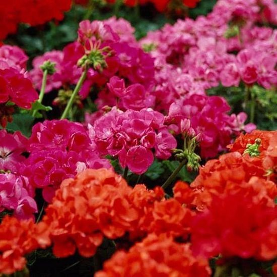 Lot De 30 Graines De Géranium De Couleurs Mélangées, Graines De