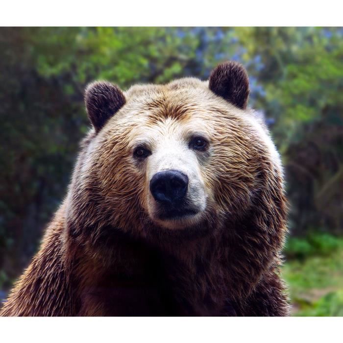 Autocollant Décoratif Ours Brun Grizzly - Sticker Voiture, Moto, Casque, Vitre - Animal Sauvage