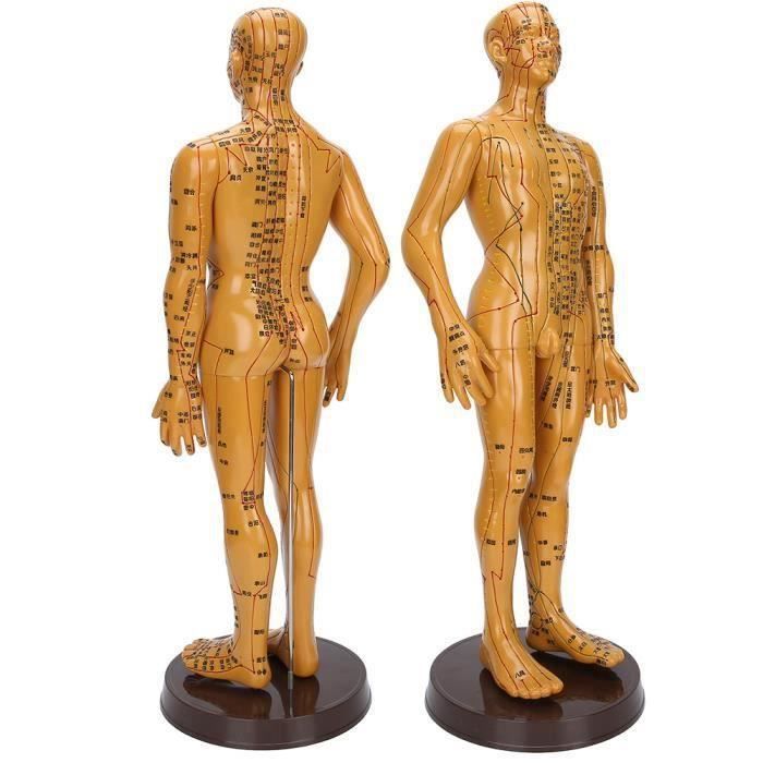 Modèle D'acupuncture du Corps Humain, Modèle de Tête D'acupuncture