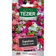 Sachet Graines - Tezier - Impatiens hybride variée -- Fleurs annuelles - Sachet Fleurs - Fleurs annuelles à utiliser sur ROCAILLES-0