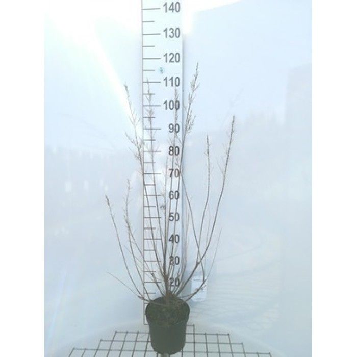 Tomaris Rasm Tamarix ram. 'Hulsdonk White'® - Tamaris D'Été 'Hulsdonk White' 50- 60 ...