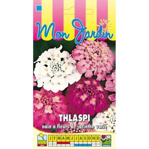GRAINE - SEMENCE Graines - Thlaspi nainà  fleurs de jacinthe varié