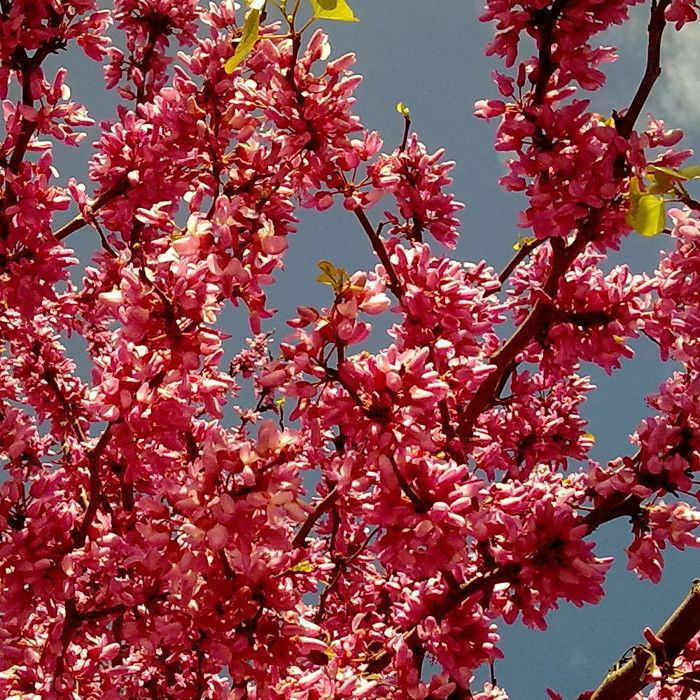 Cercis du Canada Appalachian Red Arbre de Judée Gainier du