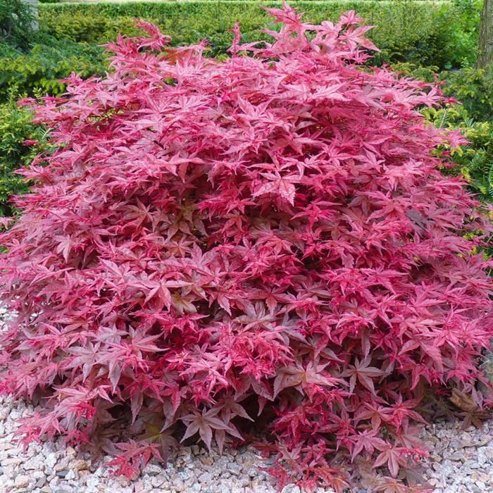 Acer palmatum Beni Maiko Érable du Japon Plante de jardin
