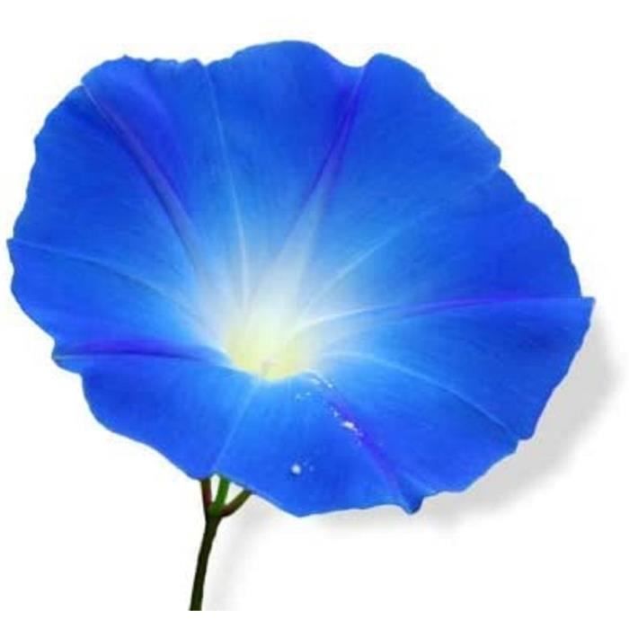 Graines IPOMÉE Géante Bleu Azur - 15 Graines, Grimpante Jusqu’à 5 M, Fleurs Magnifiques - À Semer Au Printemps