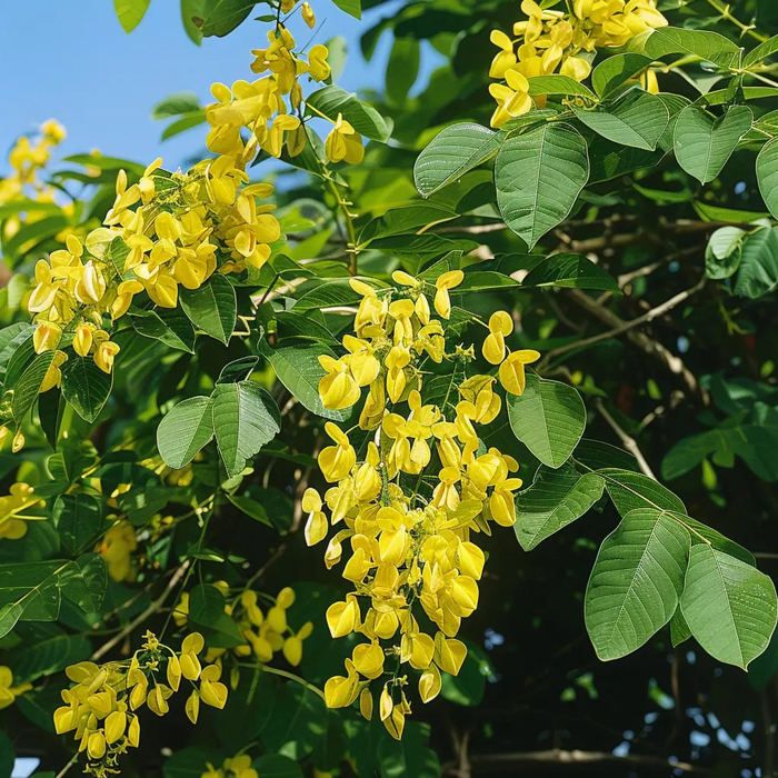 Graines de Savonnier - Semences de Koelreteria bipinnata