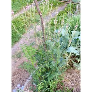 100pcs graines Vanilla Rosemary quatre saisons de CULTURE BONSAI Plante Maison Jardin