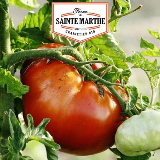 Graines De Tomate PO9392 F1 'Datterone' - Productive Et Résistante, Sachet De 50 Graines