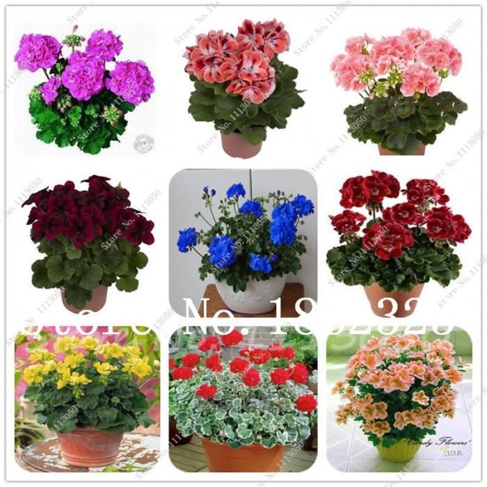 larôme riche 100 pcs/sac Muguet Graines de fleurs Bonsai Balcon fleurs pour la maison 5 plantes en pot Bell Orchid Seeds 