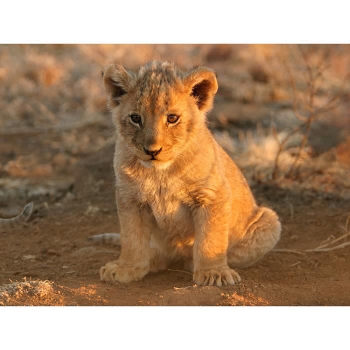 Papier Peint Photo Intisse Lionceau 400x260 Cm 8 Les Mural Poster Geant Xxl Panorama Animaux Lion Chats Panthere Tigre Cats Cdiscount Bricolage