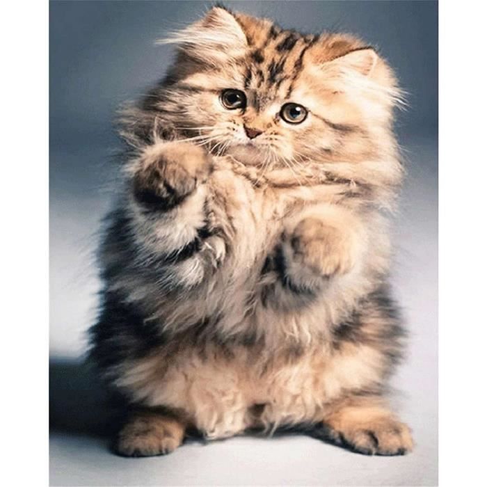 Kit De Peinture Diamant 5D 'Chat Persan' - Toile 50x60 Cm - Loisir Créatif Adulte, Déco Murale - 14