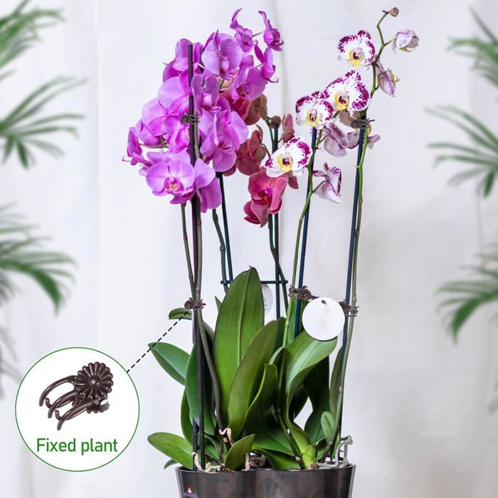 HAILI Lot De 40 Clips De Support Pour Plantes, Fleurs Et Vignes