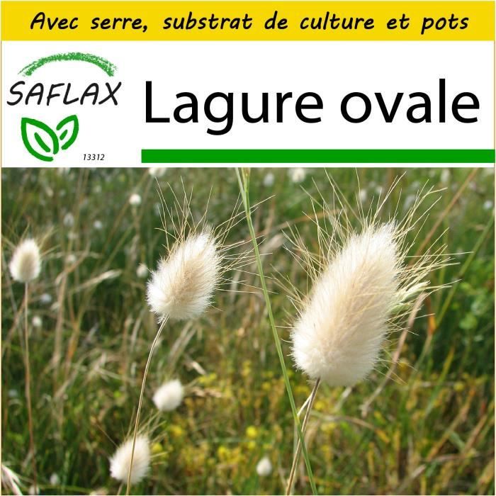 SAFLAX - Kit de culture - Lagure ovale - 100 graines - Lagurus ovatus