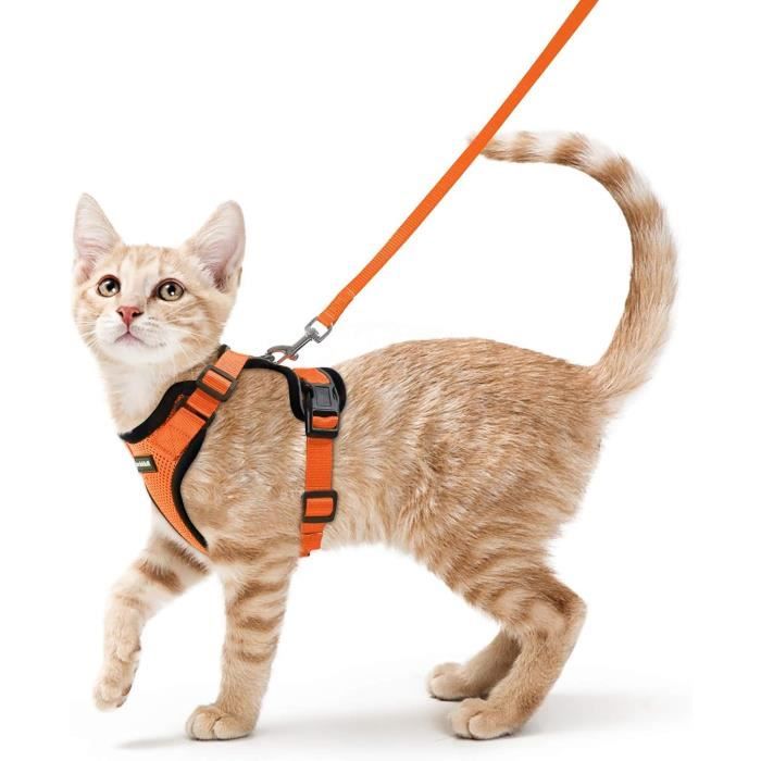 Meilleurs prix pour rabbitgoo Harnais Chat Petit Chien Laisse Harnais Chaton Réglable Orange S Collier Harnai Chat Refléchissant Gilet Respirant pou304