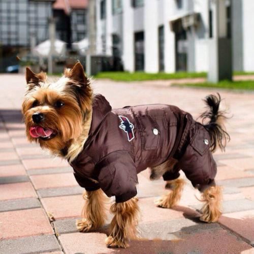 Vêtements hotsell pour chihuahua
