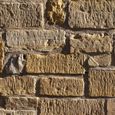 Hydrofuge façade imperméabilisant pour mur pierre brique enduit crépi - IMPERFACADE ARCANE INDUSTRIES  - 20 L (jusqu a 100m²)-3